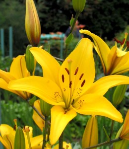Asiatic Lily ‘Gironde’