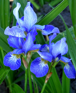 Iris Sibirica Blue