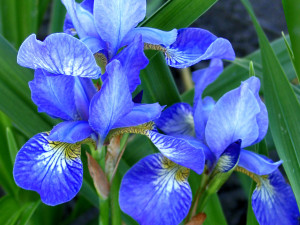 Iris sibirica Blue