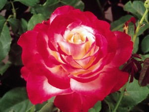 double-delight-rose-crop